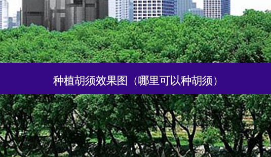 种植胡须效果图(哪里可以种胡须)-第1张图片-美选资讯网 种植胡须效果图(哪里可以种胡须)-第1张图片-美选资讯网