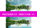 种植牙能维持几年（烤瓷牙几年换一次）