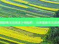 自体脂肪填充面部多少钱贴吧，自体脂肪填充成功案例