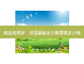 植发效果好，碧莲盛植发大概需要多少钱