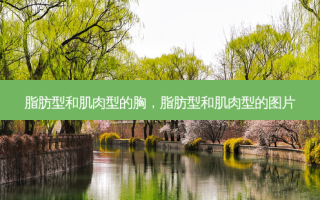 脂肪型和肌肉型的胸，脂肪型和肌肉型的图片